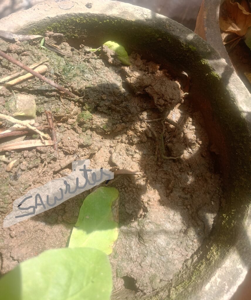 Plants soil/ pot soil