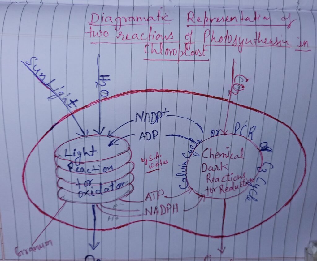 Hand drawn diagram of photosynthesis in chloroplast